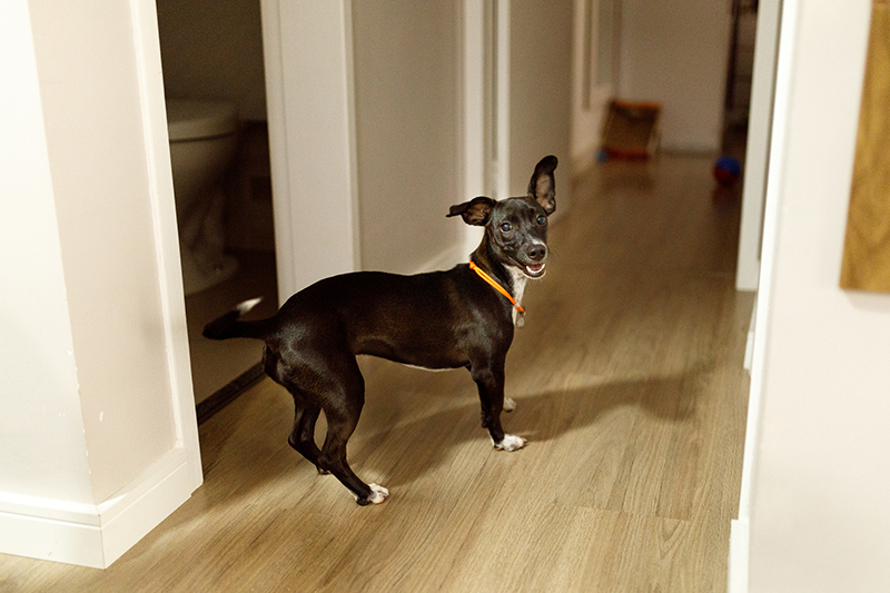 Smiling black puppy standing on corridor